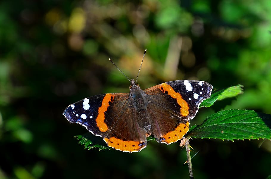 butterfly, summer, spring, insect, nature, butterfly - Insect HD wallpaper