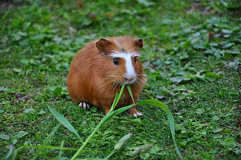 Guinea Pig, Pet, Nager, one animal, grass, animal themes, field HD wallpaper