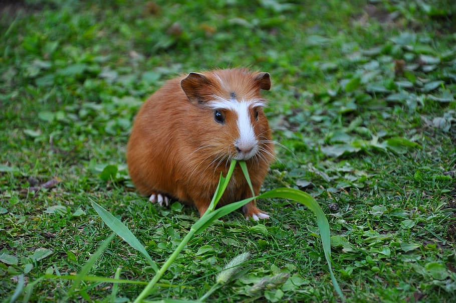 Guinea Pig, Pet, Nager, one animal, grass, animal themes, field HD wallpaper