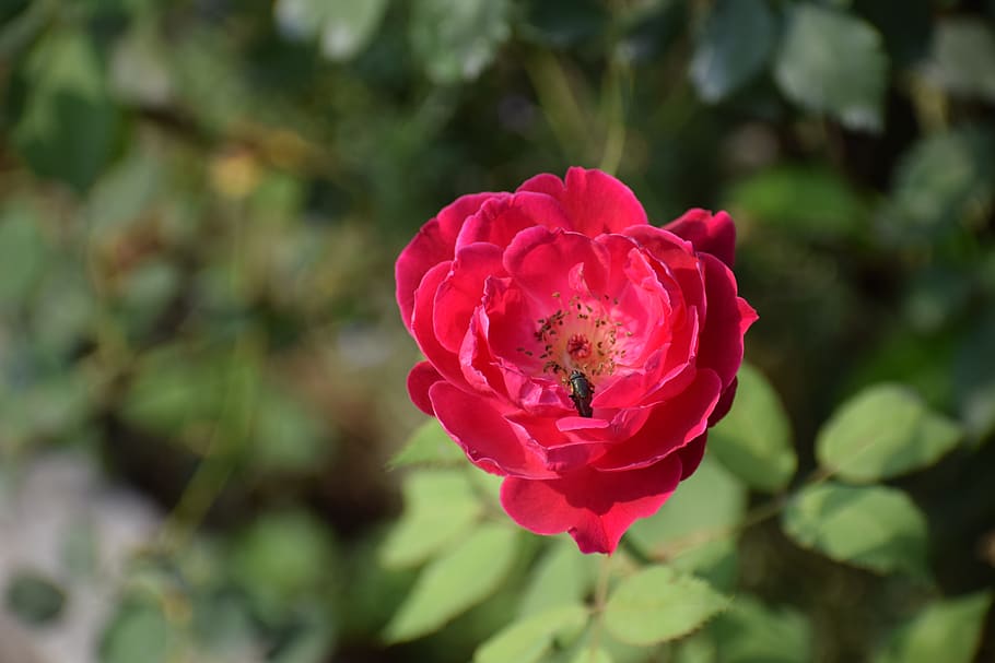 red rose, flower, bloom, romantic, blossom, plant, nature, color HD wallpaper