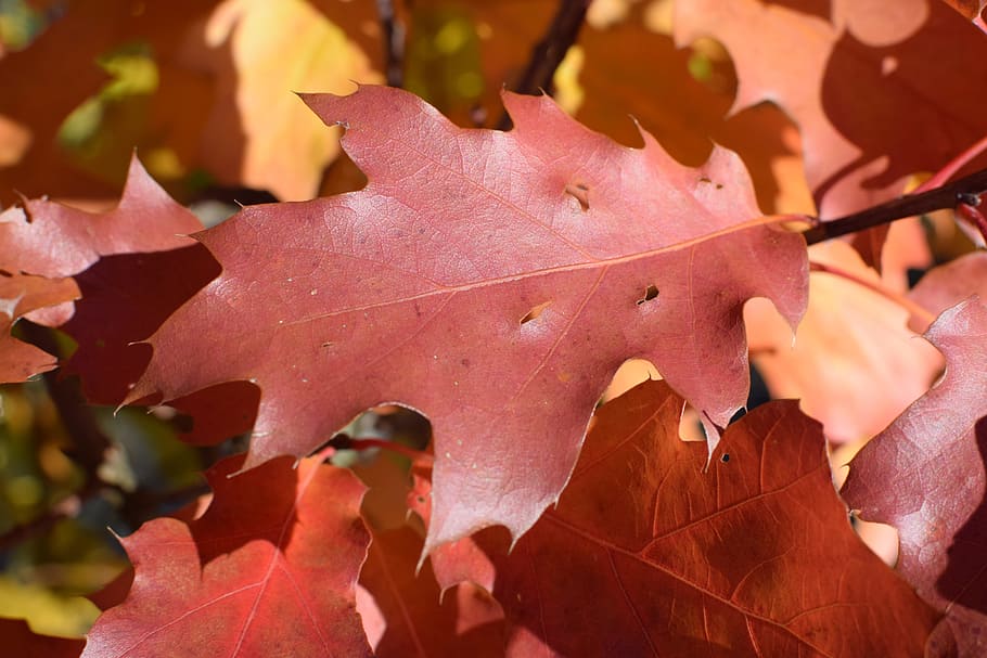 oak, autumn, red, coloring, tree, forest, emerge, oak leaves HD wallpaper