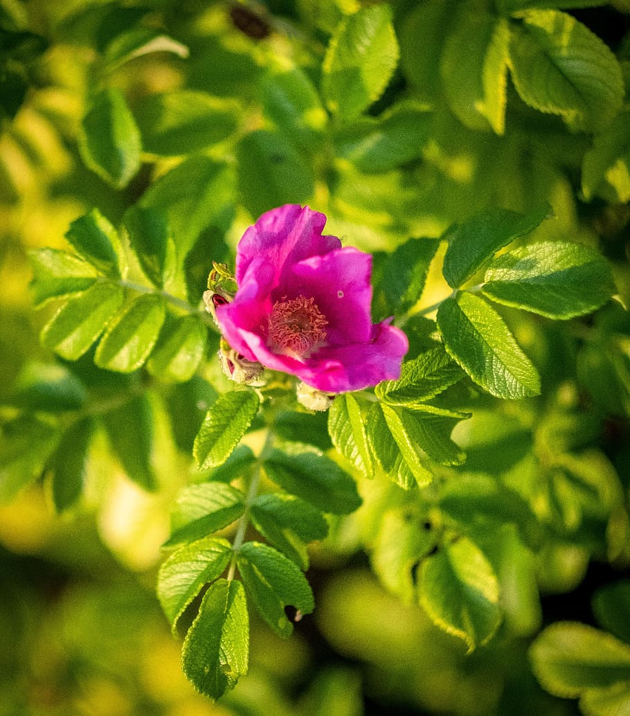 flower, bloom, blossom, pink, spring, green, hell, bright, tender green HD wallpaper