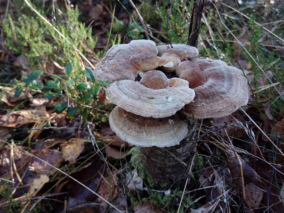 wood, collection, mushroom, fungus, vegetable, food, growth HD wallpaper