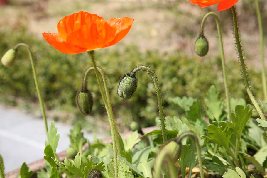 Poppy, Spring, Nature, yanggwibikkot, plants, flowers, spring flowers HD wallpaper