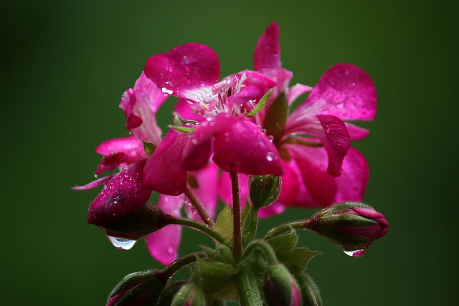 flower, drop, color, pink, green, rain, rosa, beauty, colorful HD wallpaper
