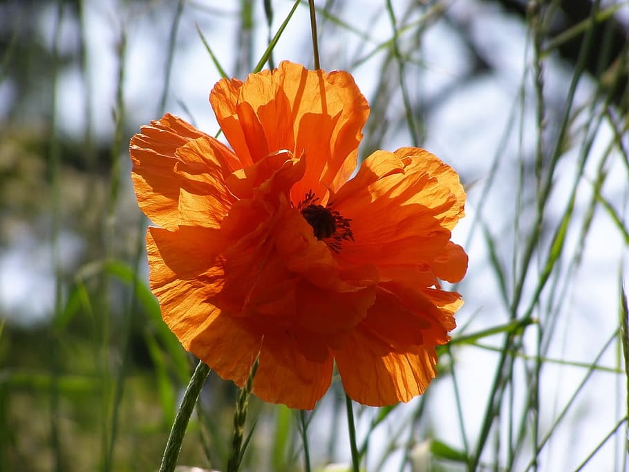 Poppy, Flower, Orange, summer, plant, nature, beauty in nature HD wallpaper