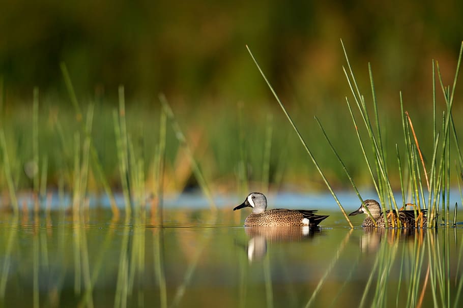 two brown mallard ducks, swan, beak, bird, water, river, lake HD wallpaper