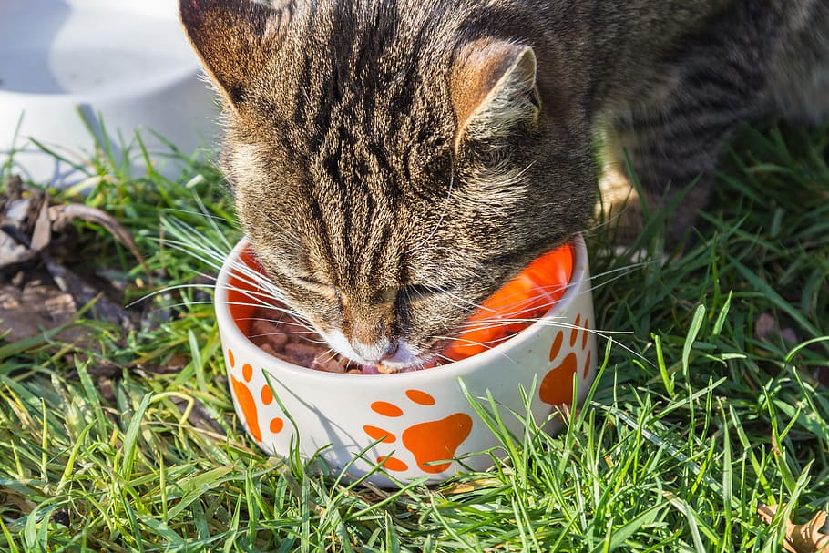 cat eating food from a bowl, feed, delicious, animal, animal themes, HD wallpaper