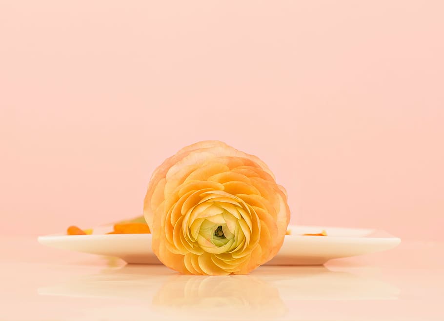 yellow camellia near white plate, ranunculus, still life, blossom HD wallpaper