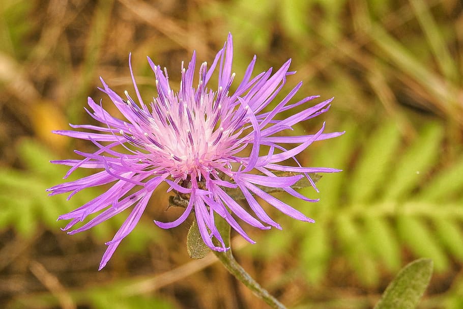 blossom, bloom, violet, pointed flower, flowering plant, beauty in nature HD wallpaper