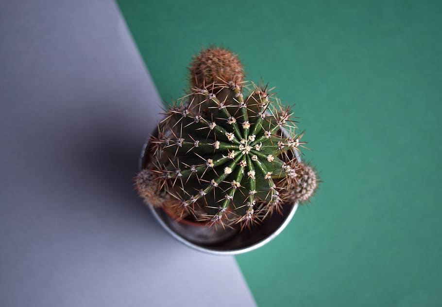 cactus, succulent, botanical, plant, green, tropical, pot, flower HD wallpaper