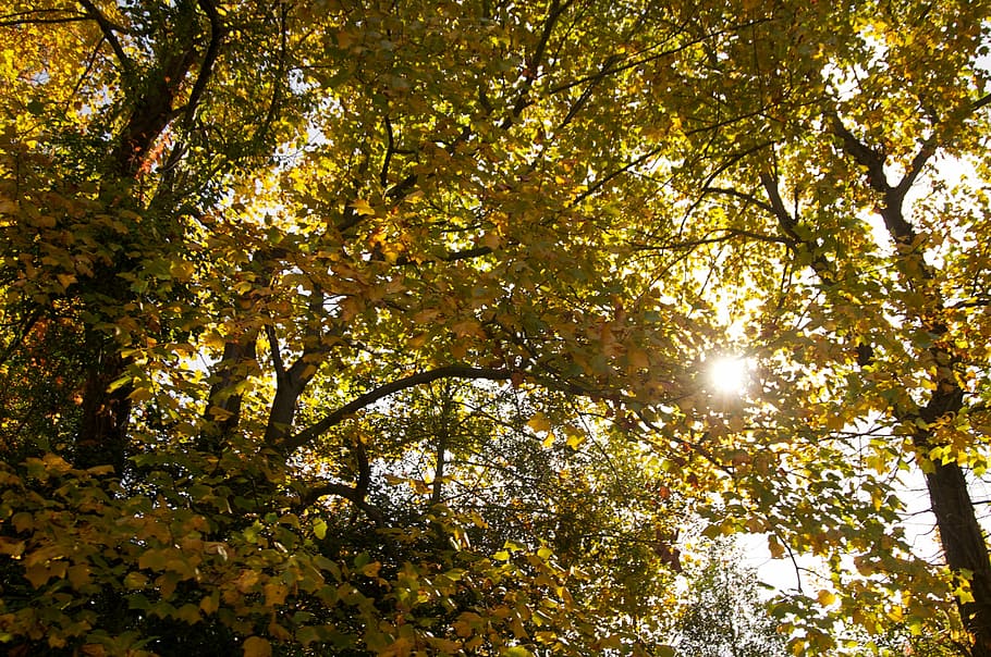 trees, autumn, sun, branches, leaves, plant, sunlight, beauty in nature HD wallpaper