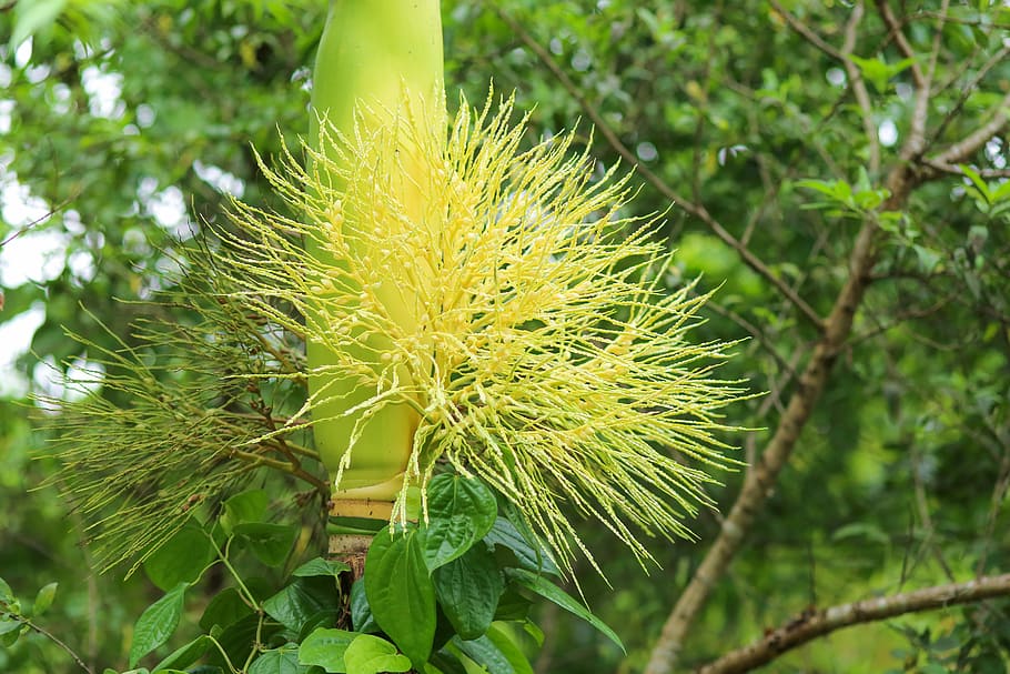 Flower, Trees, Forest, Nature, plant, thorn, green Color, close-up HD wallpaper