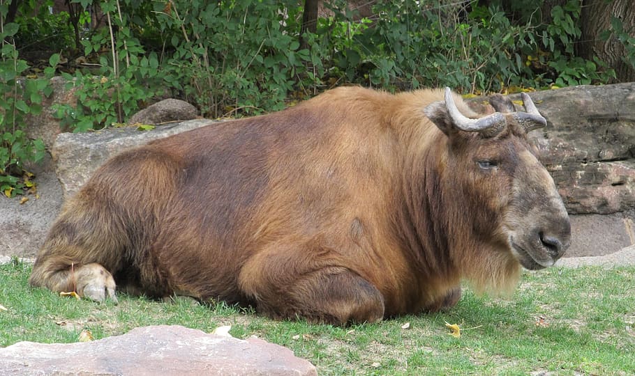 gnu, wildebeest, antelope, ungulate, nature, animal, brown HD wallpaper