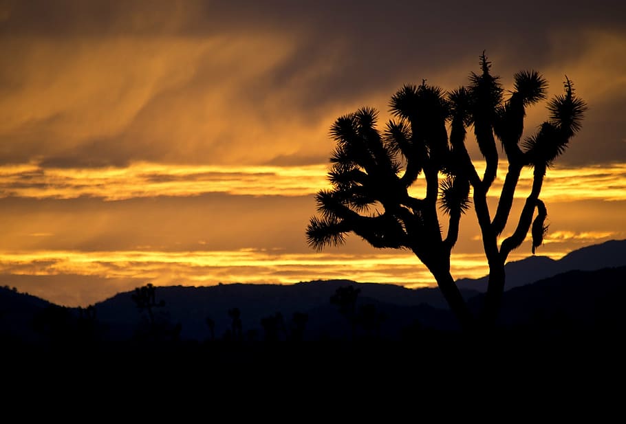 joshua trees, sunset, landscape, silhouettes, desert, nature HD wallpaper