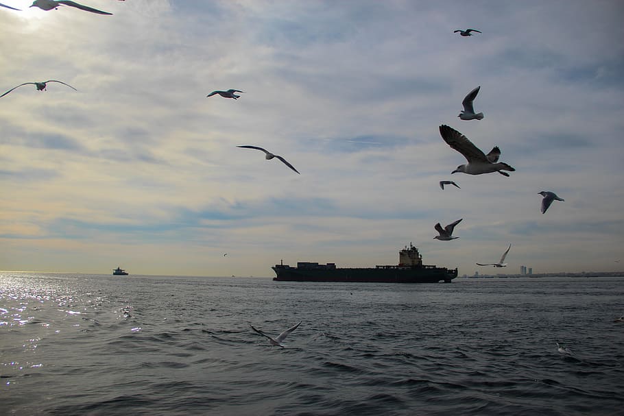 sea, ocean, seagulls, ship, water, ships, vertebrate, flying HD wallpaper