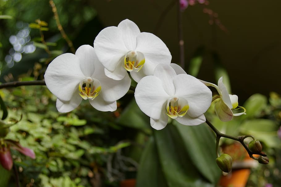 Orchid, Flower, Nature, Bloom, white color, petal, growth, fragility HD wallpaper