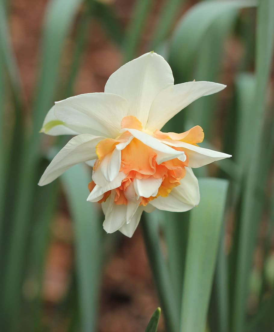 selective focus photography of orange and white columbine flowers HD wallpaper
