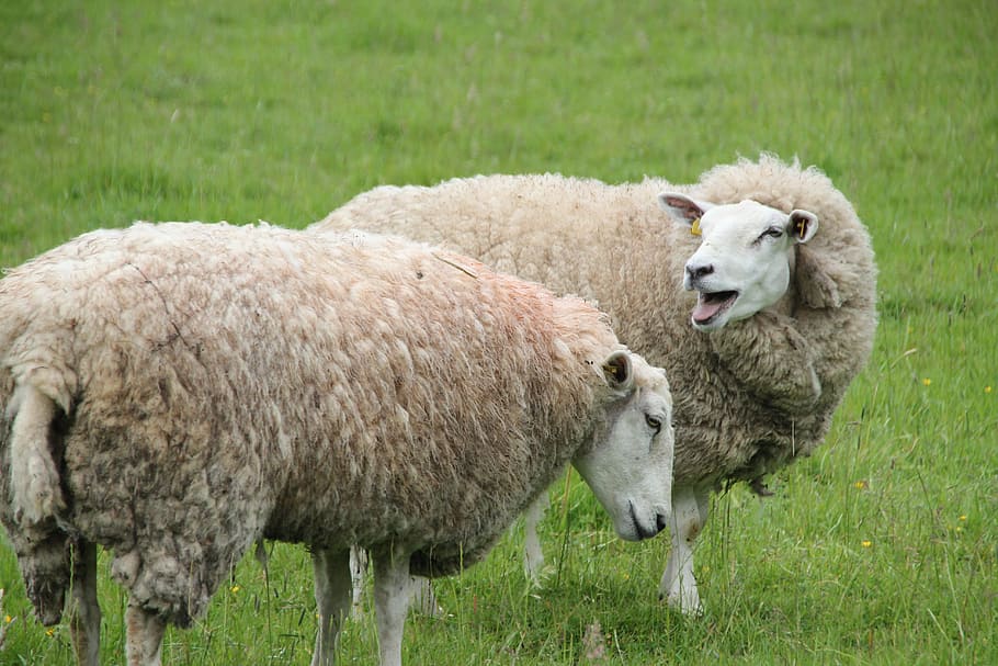 Sheep, Cattle, Wool, Agriculture, landscape, animal, nature HD wallpaper