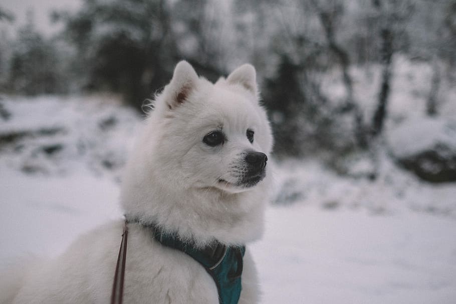 short-coated white dog near trees, short-coated white puppy, pet HD wallpaper