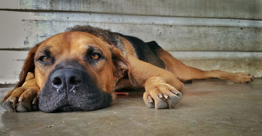 short-coated brown and black dog lying on grey pavement, nose HD wallpaper