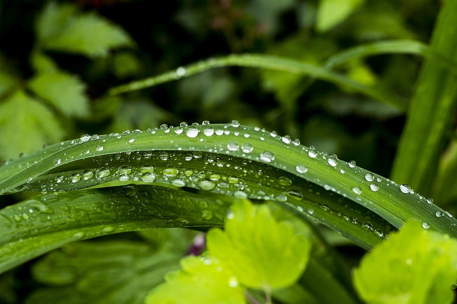 macro, nature, leaves, grass, background, summer, closeup, colorful HD wallpaper