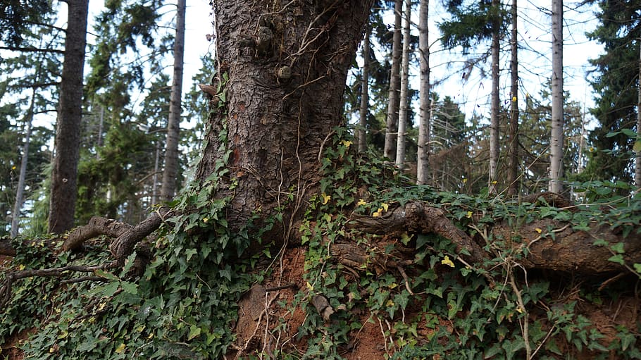 tree, root, forest, nature, preserve, trabzon, atatürk pavilion HD wallpaper