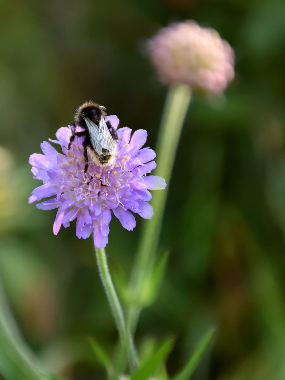 bee, flower, close up, insect, violet, nature, plant, purple HD wallpaper