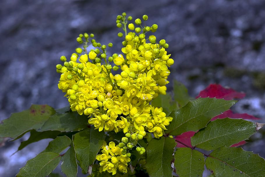 leaf, flower, plant, flowering plant, growth, beauty in nature HD wallpaper