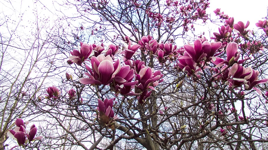 Magnolia, Spring Flowers, pink color, blossom, tree, fragility HD wallpaper