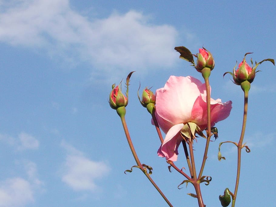 rose, joy, flowers, romantic, nature, sky, garden, plant, beauty in nature HD wallpaper