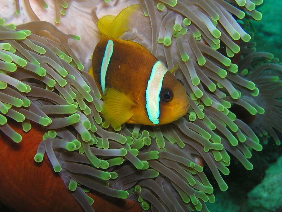 underwater photography of clown fish, diving, eritrea, red sea
