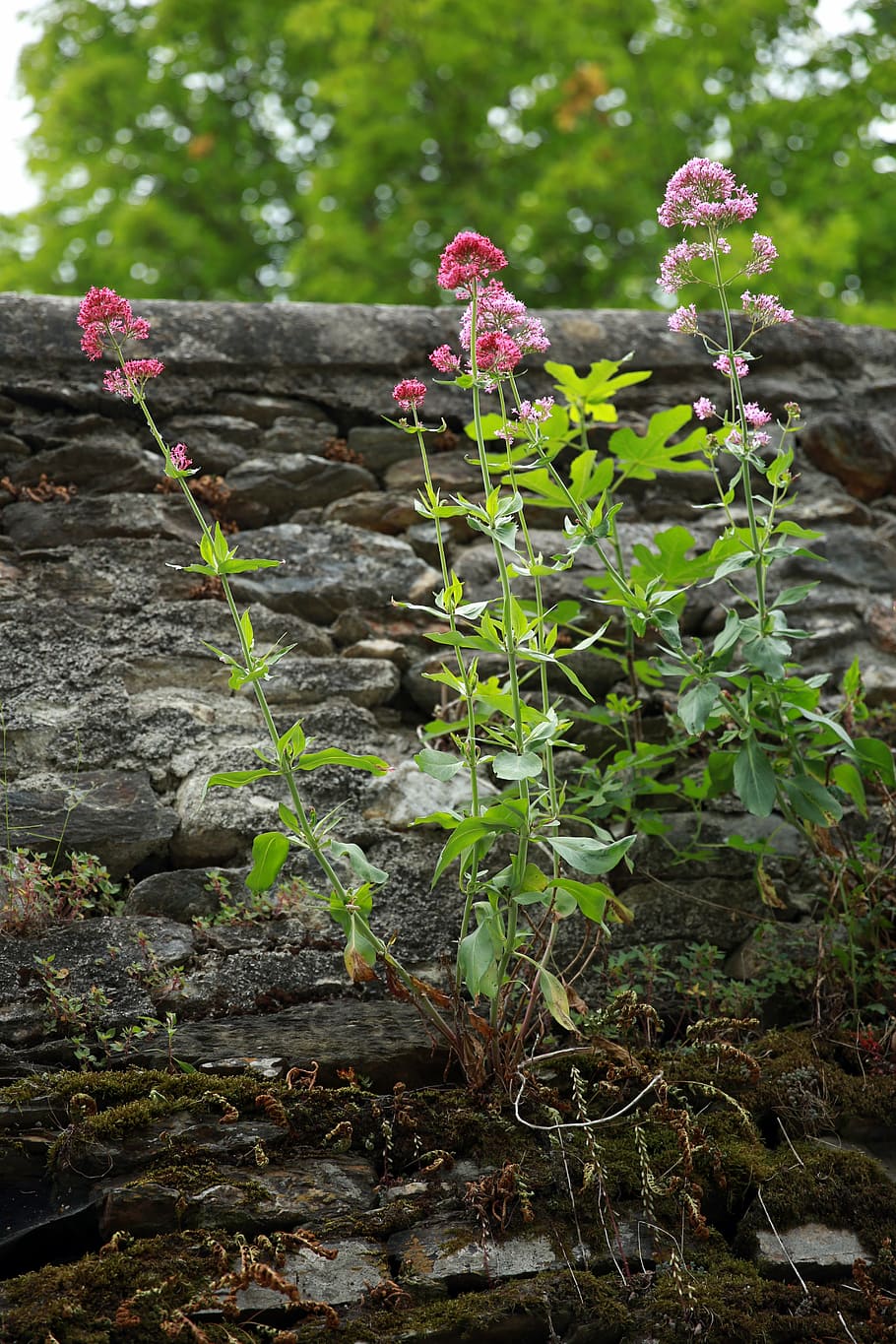 centranthus, red centrante, plant, flowers, nature, wall, pink HD wallpaper