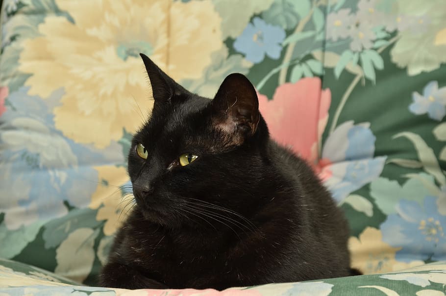 Cat, Pet, Black, Eyes, Chair, one animal, black color, pets HD wallpaper