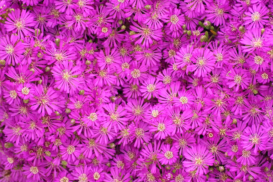 flower, nature, pink, spring, full frame, backgrounds, flowering plant HD wallpaper