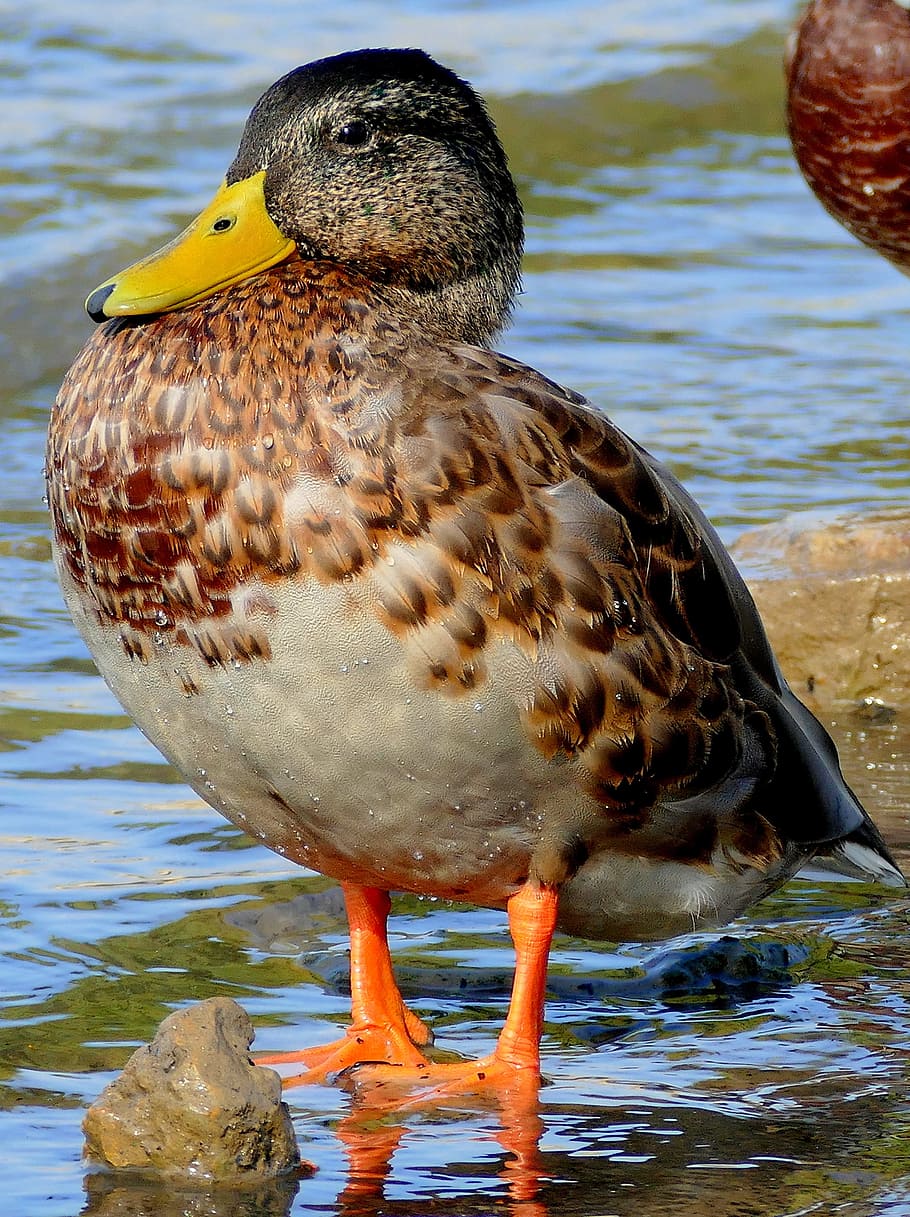 Duck, Water Bird, Water, Bird, Waterfowl, duck bird, nature HD wallpaper