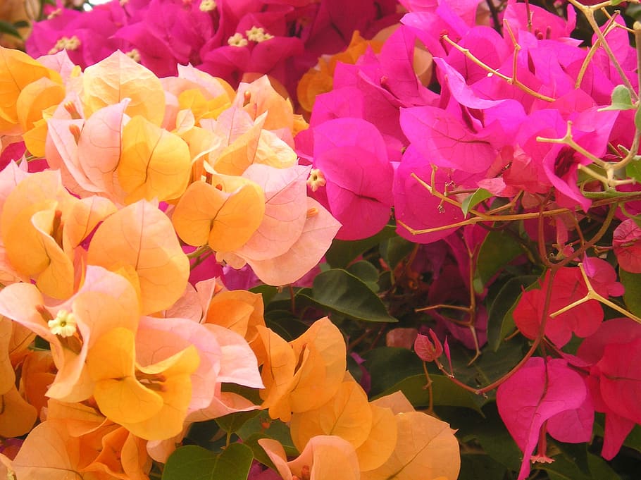 flowers, pink, orange, flowering plant, beauty in nature, vulnerability HD wallpaper