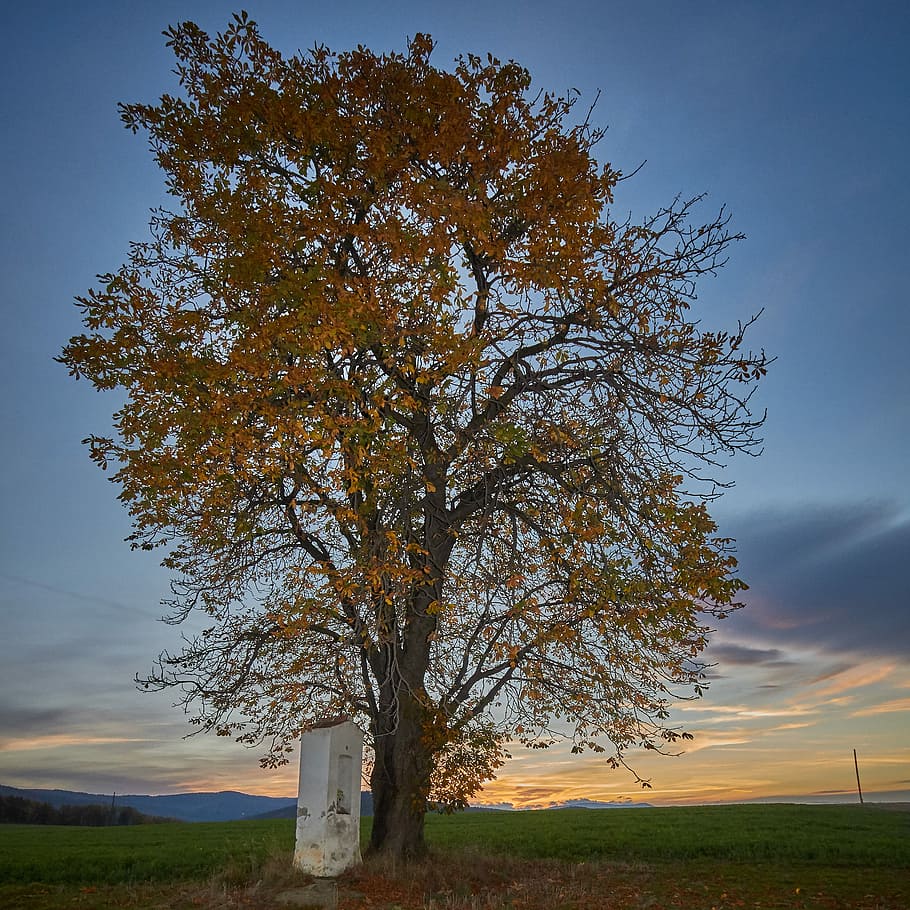 maple tree, czech republic, jesenniky, plant, sky, field, landscape HD wallpaper
