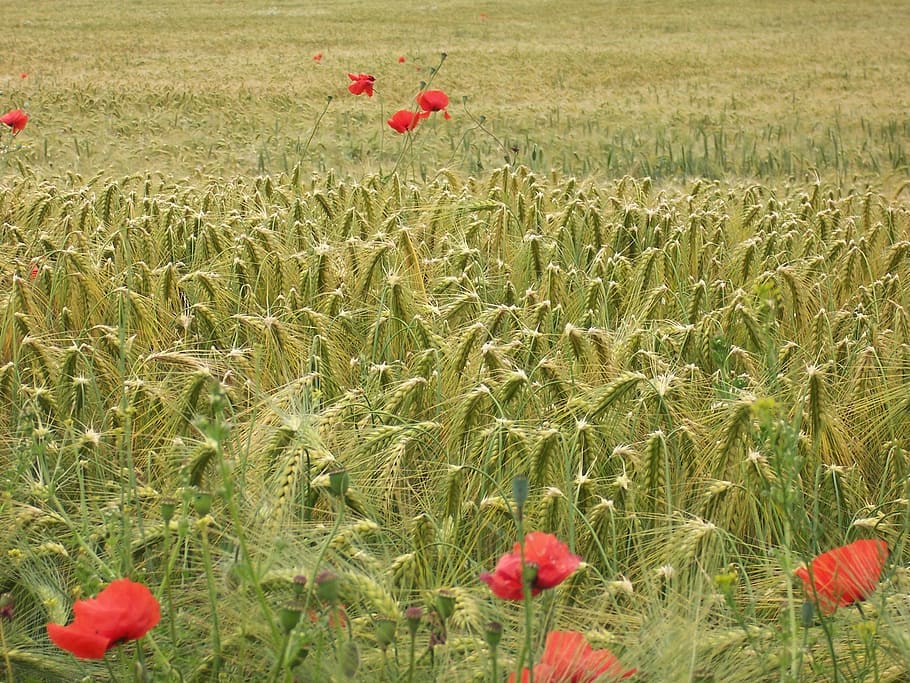 green grass field, cornfield, summer, grain, cereals, wheat field HD wallpaper