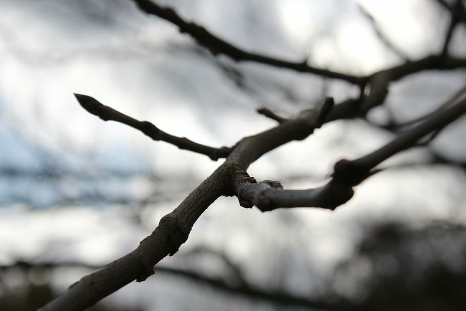 tree, nature, garden, branch, plant, no people, focus on foreground HD wallpaper