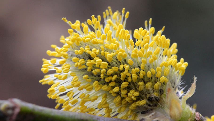 pussy willow, bloom, nectar, spring, hope, signs of spring HD wallpaper