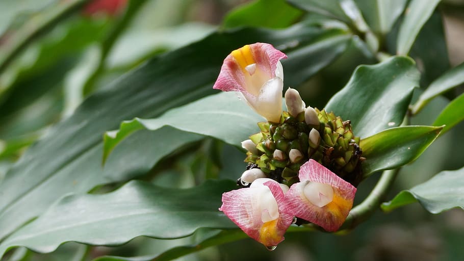 bali, nature, leaf, flower, plant, flowering plant, growth HD wallpaper
