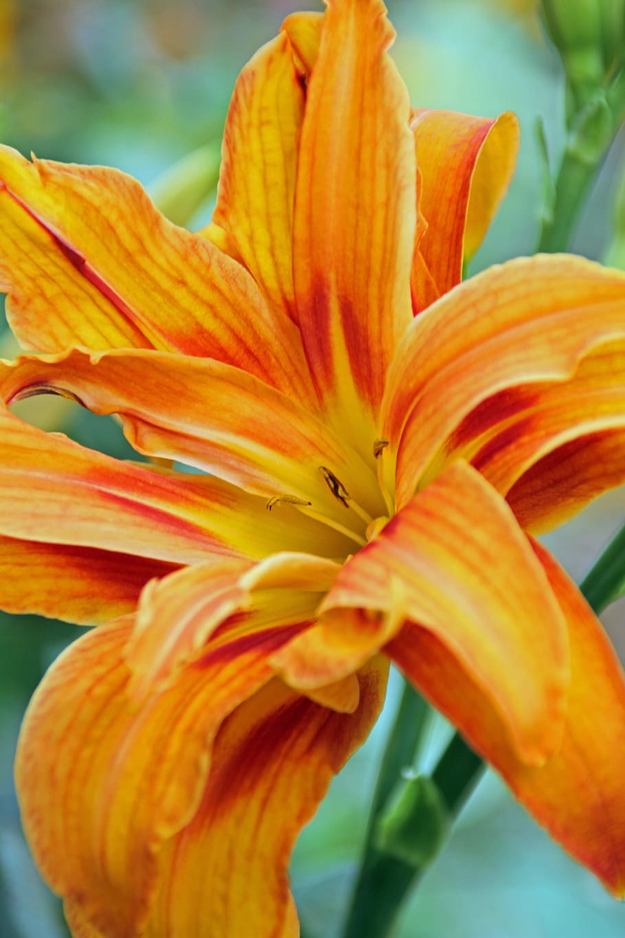 flower, nature, plant, summer, garden, orange, summer flower HD wallpaper