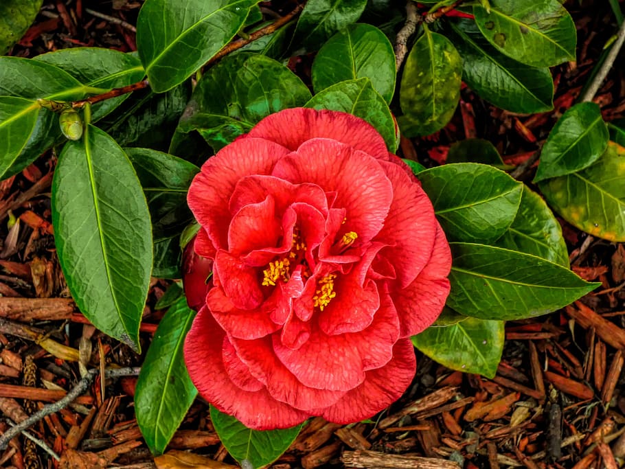 flower, flora, nature, garden, red, leaf, plant, plant part HD wallpaper