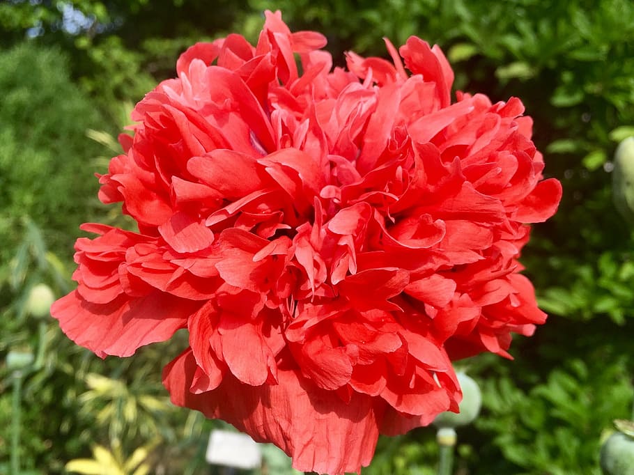 red, flower, garden, nature, plant, petal, summer, close-up HD wallpaper