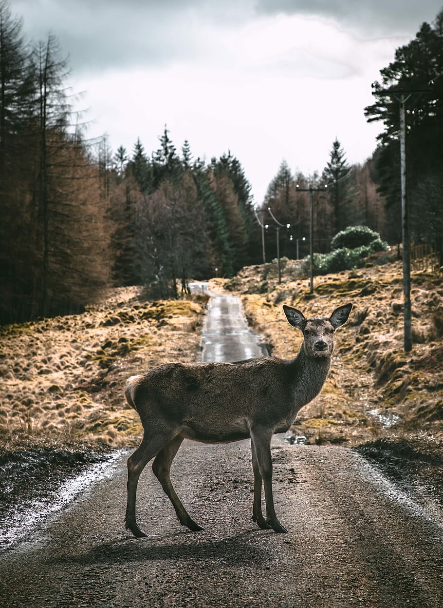 brown deer on road pathway during daytime, gray deer in road surrounded with trees at daytime