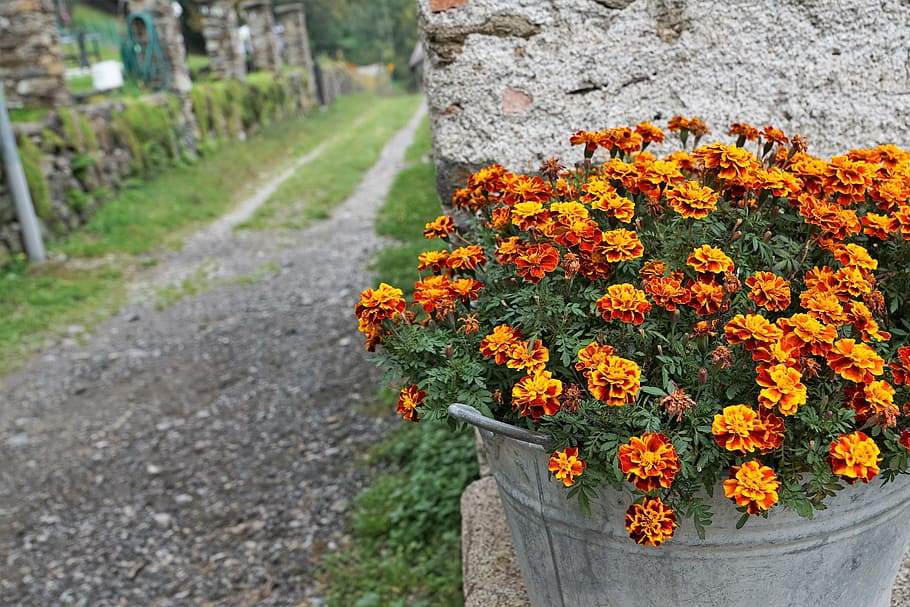 flowers, road, pot, marigold, autumn, summer, plant, nature HD wallpaper