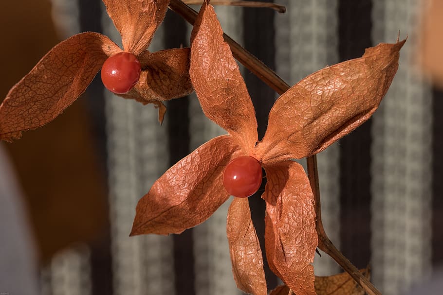 Physalis, Berry Fruit, Berry, Fruit, fruits, food, close, food and drink HD wallpaper