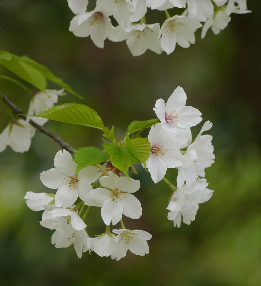 wild cherry, cherry blossoms, white, green, leaf, karen, cute HD wallpaper