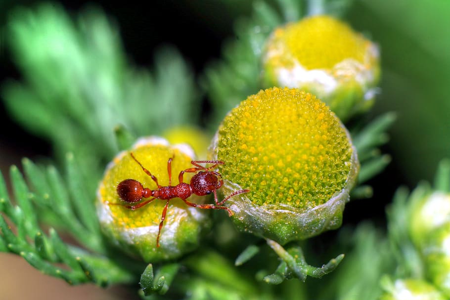 ant, insect, macro, closeup, ants, nature, plant, close-up HD wallpaper